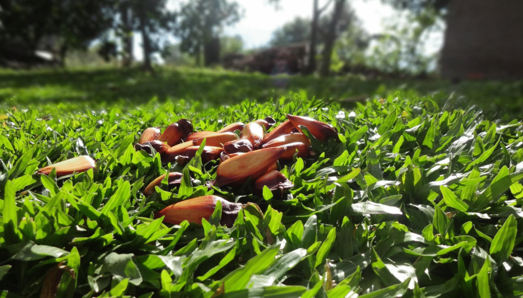 benefícios do pinhão