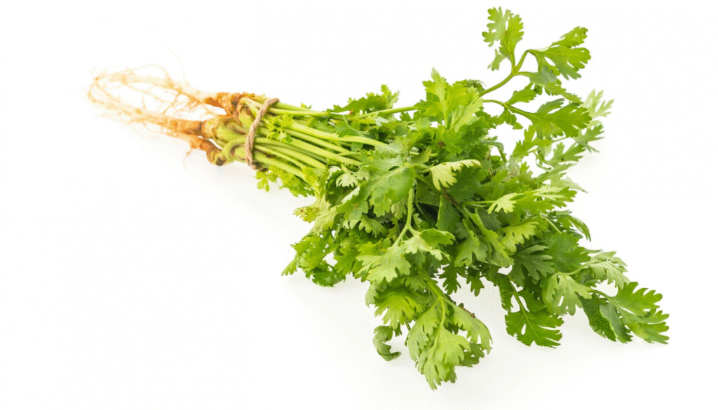 Coentro e cheiro-verde